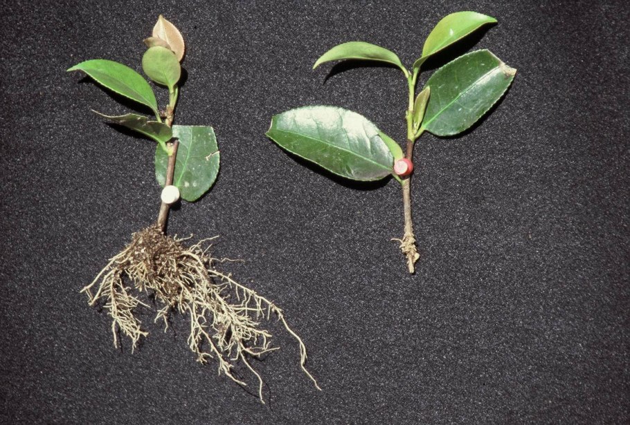 Вишня размножение корневой порослью