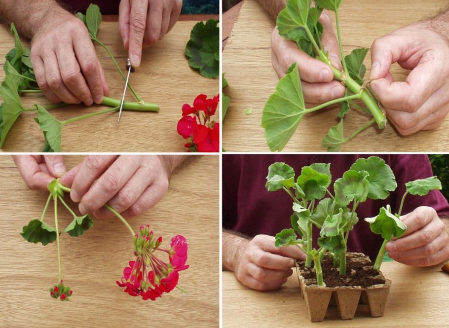 Корневые отпрыски и корневые черенки