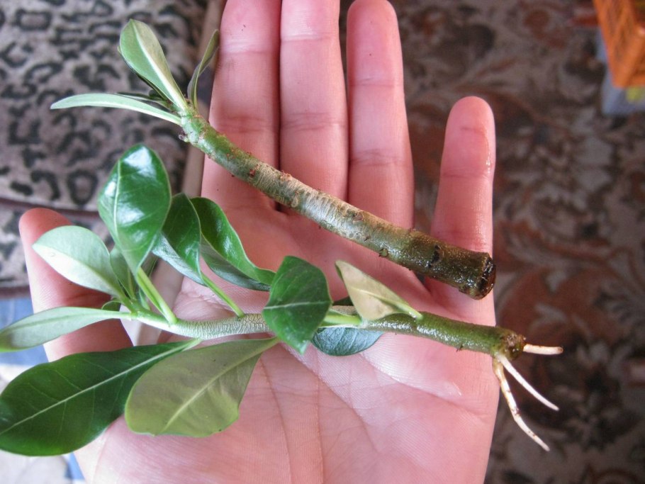 Черенкование бегоний клубневых