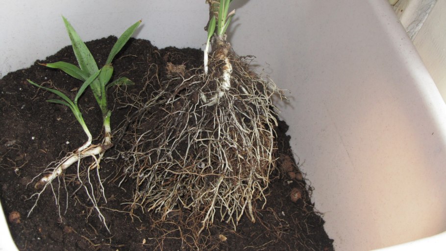 Размножение фиалки листовыми черенками