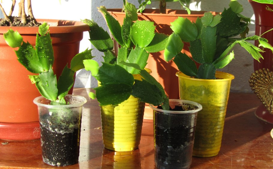 Драцена Пальма черенки