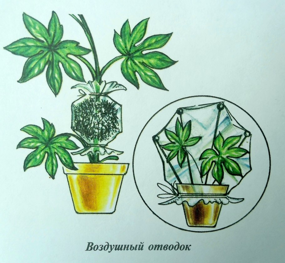 Размножение барбариса черенками