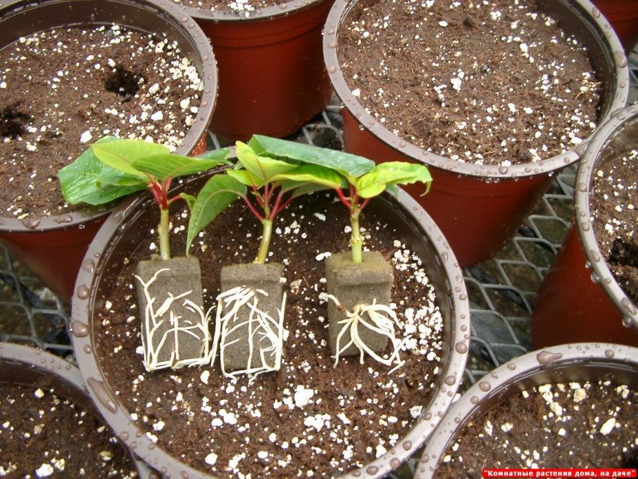 Окулировка роз на шиповник летом