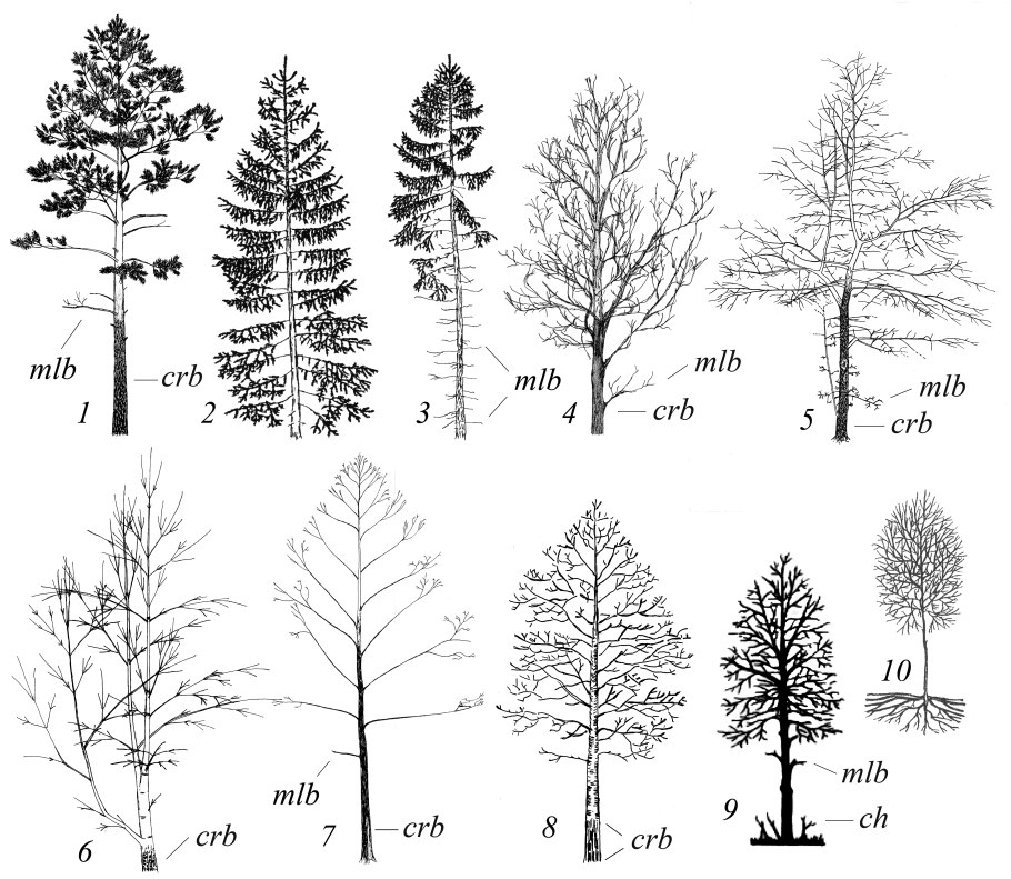 Строение побега хвойного растения