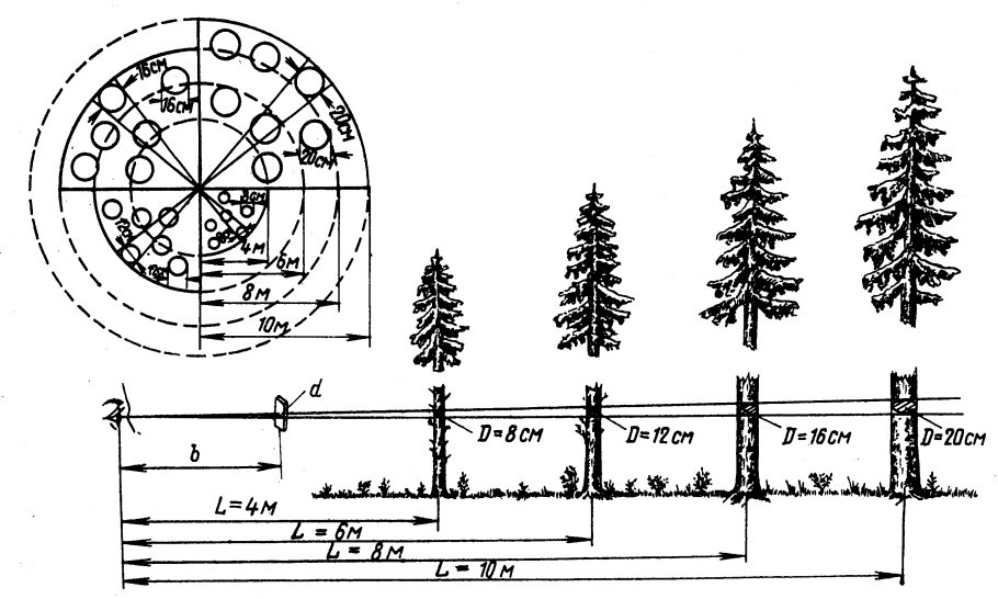 Ель пихта лиственница
