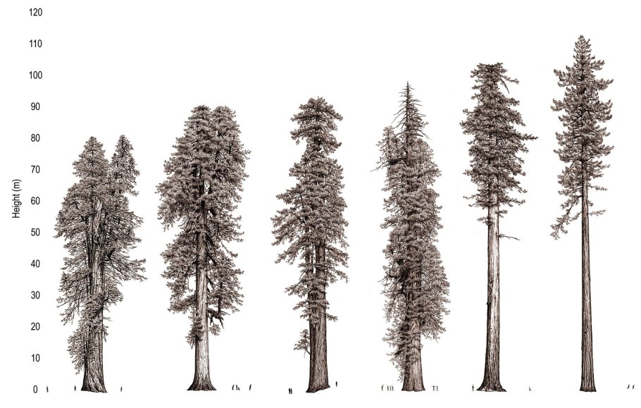 Схемы посадки с клена Гиннала