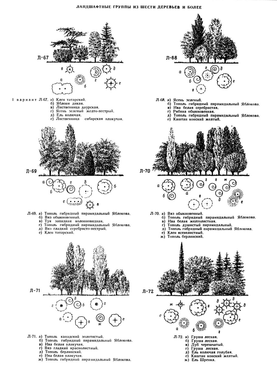Туя Смарагд,можжевельник казацкий,Горная сосна-клумба