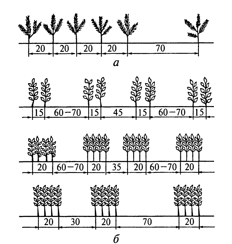 Ель колючая голубая диаметр кроны