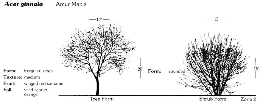 Pinus Sylvestris - 3
