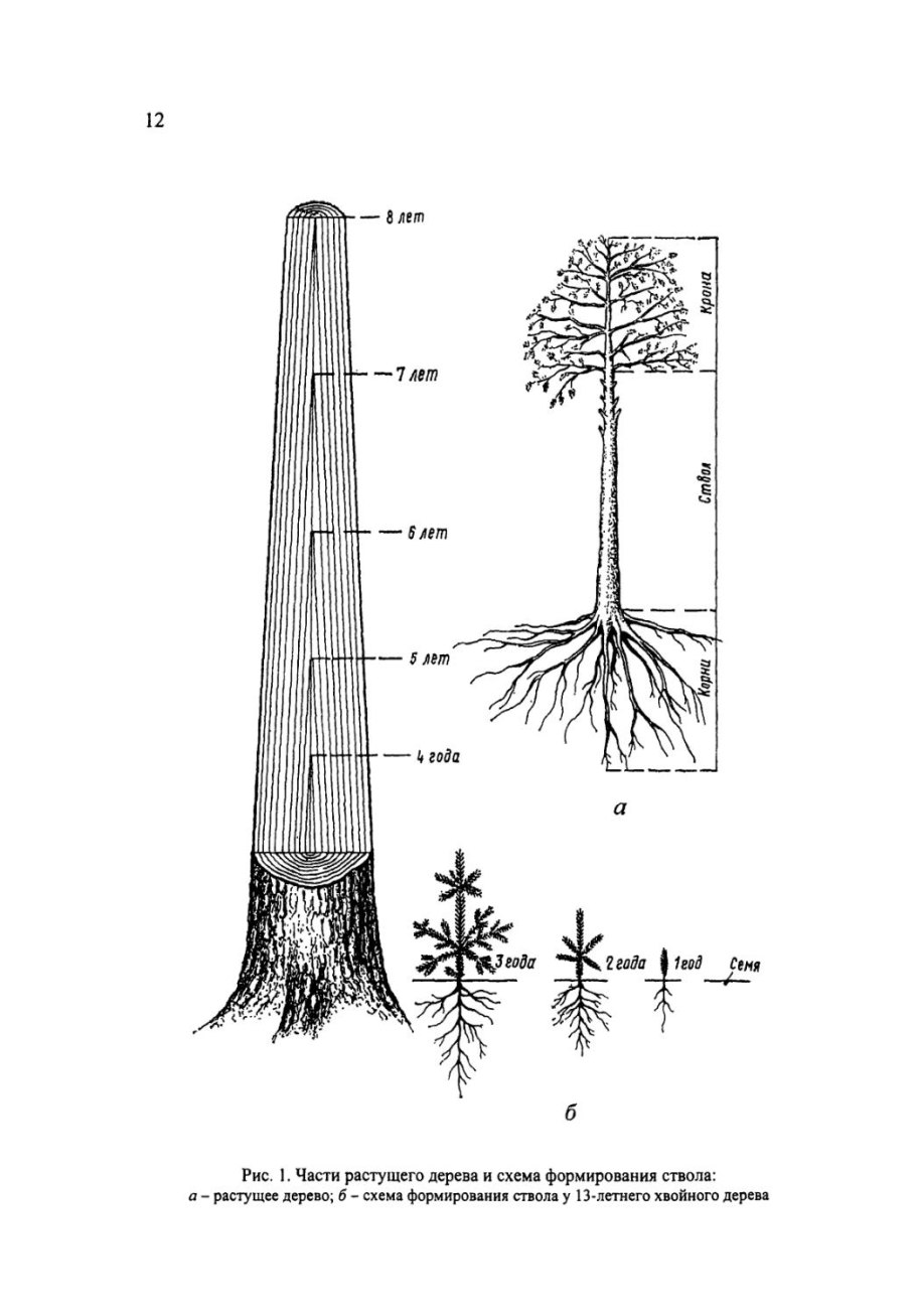 Древесно кустарниковая группа схема