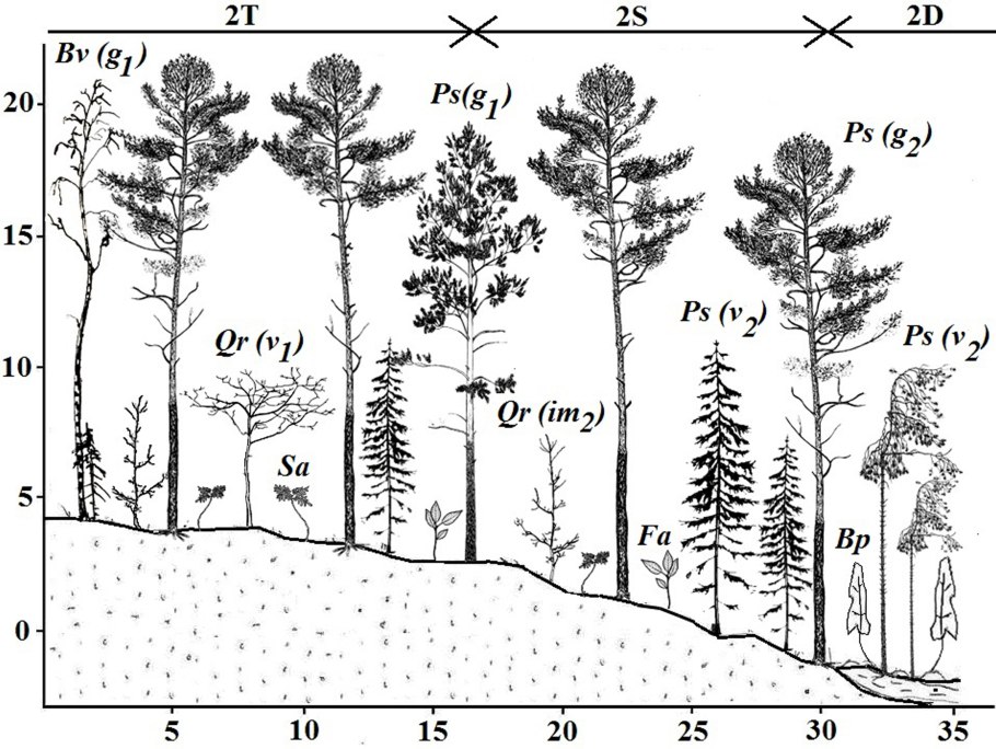 Мутовки сосны обыкновенной