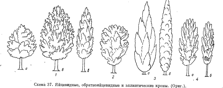 Ирга Ламарка в ландшафтном