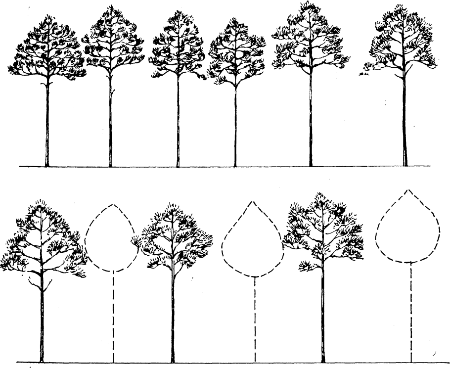 Этапы роста сосны