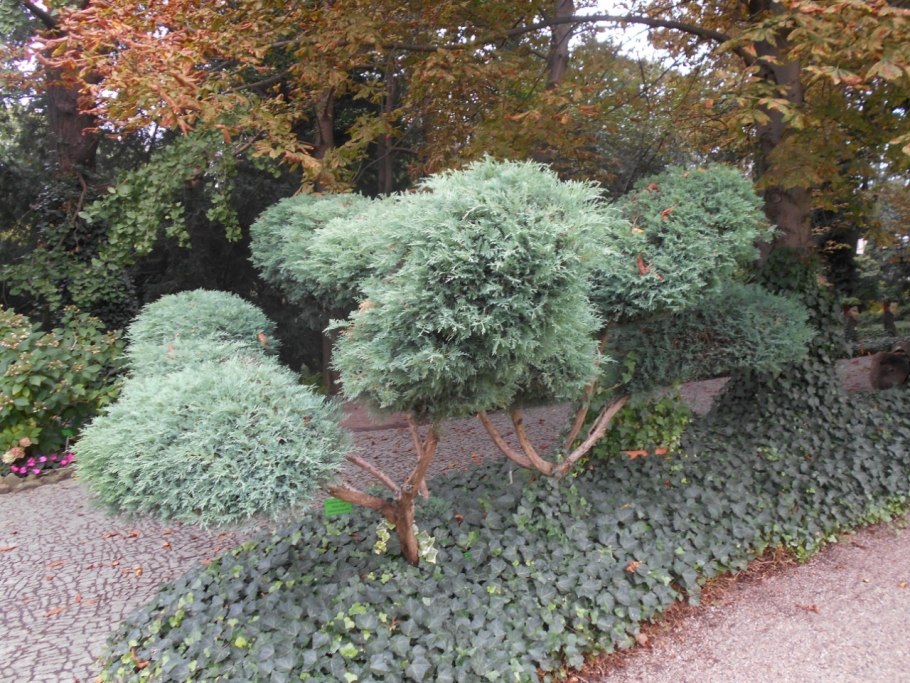 Разнообразие хвойных