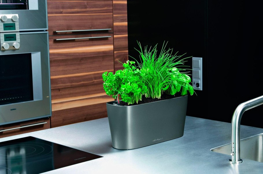 American Boxwood растение