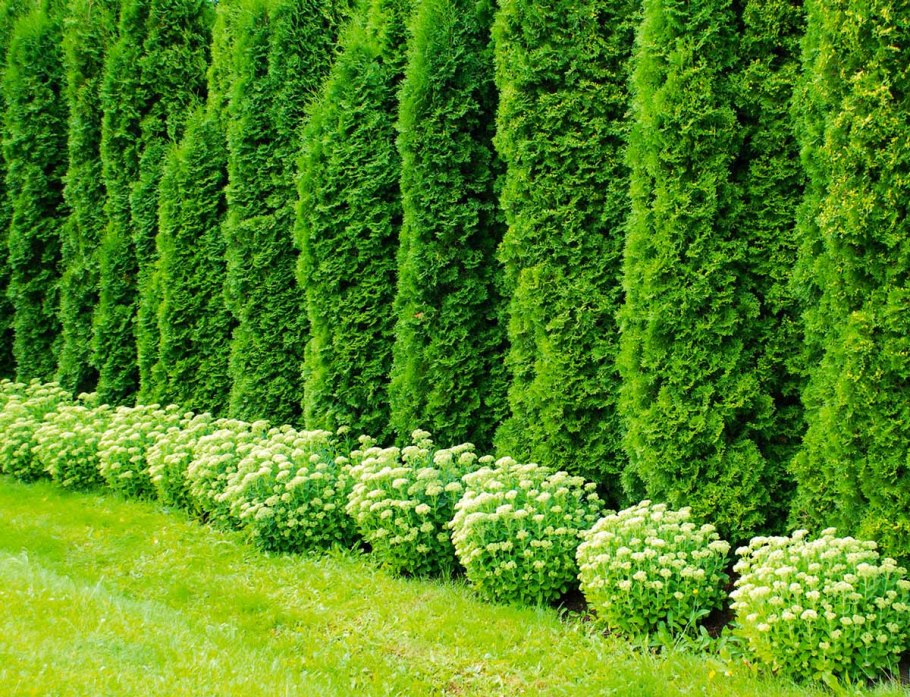 Туя Западная Колумна