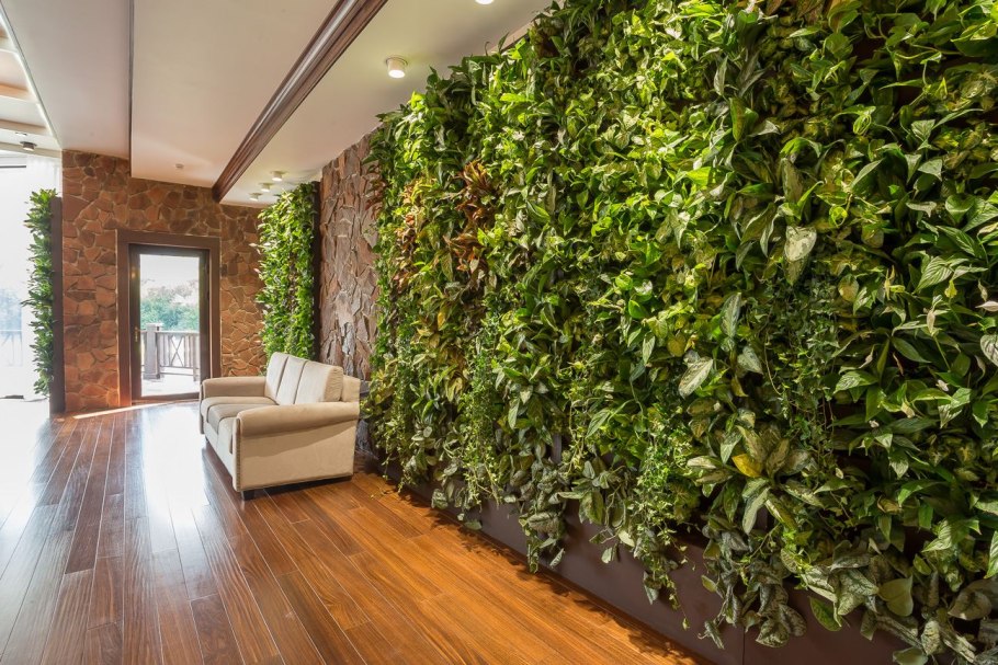 Самшит комнатный