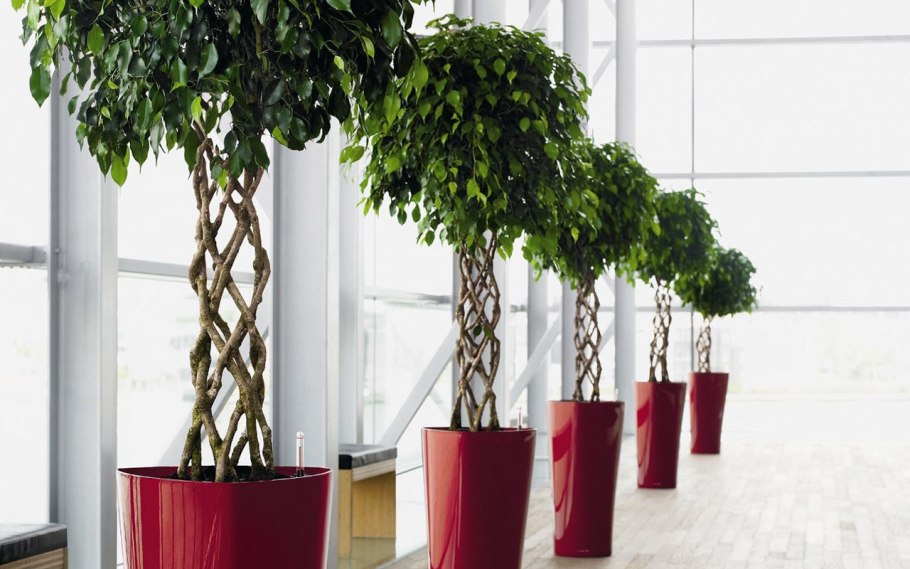 Фитостена на кухне