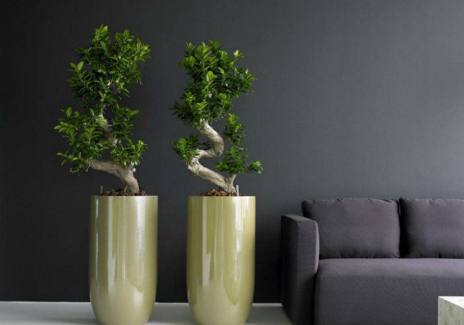 Фитостена Эпипремнум