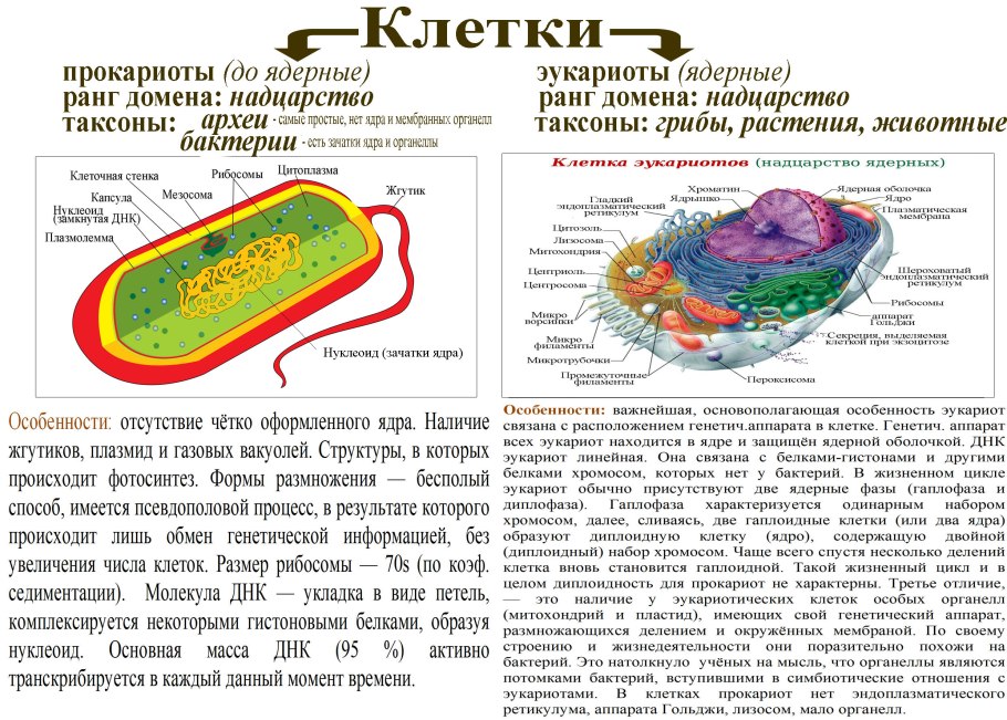 Грибы плесневые, Шапочные, дрожжи