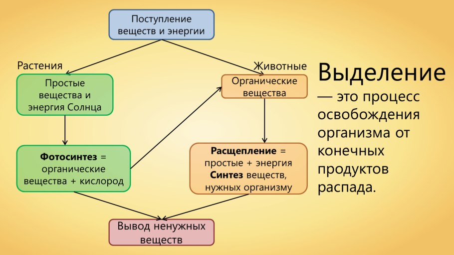 Органы выделения продуктов распада