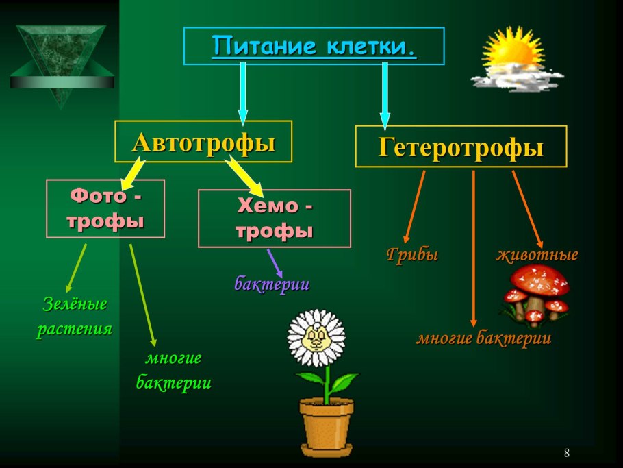 Опорно-логическая схема "АТФ"
