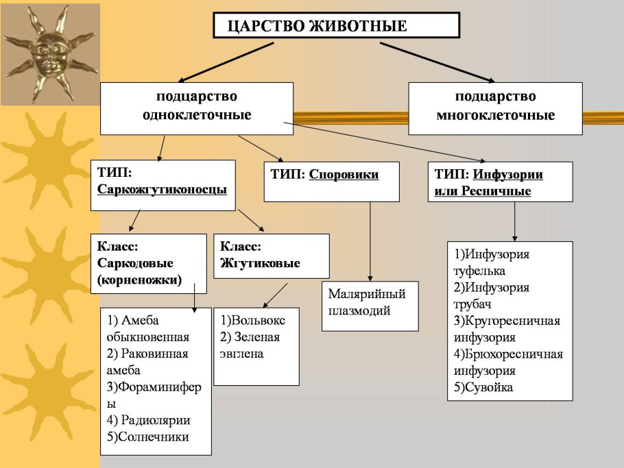 Плазматическая мембрана строение органоида