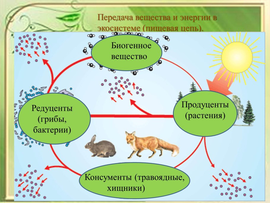 Процесс фотосинтеза у растений схема