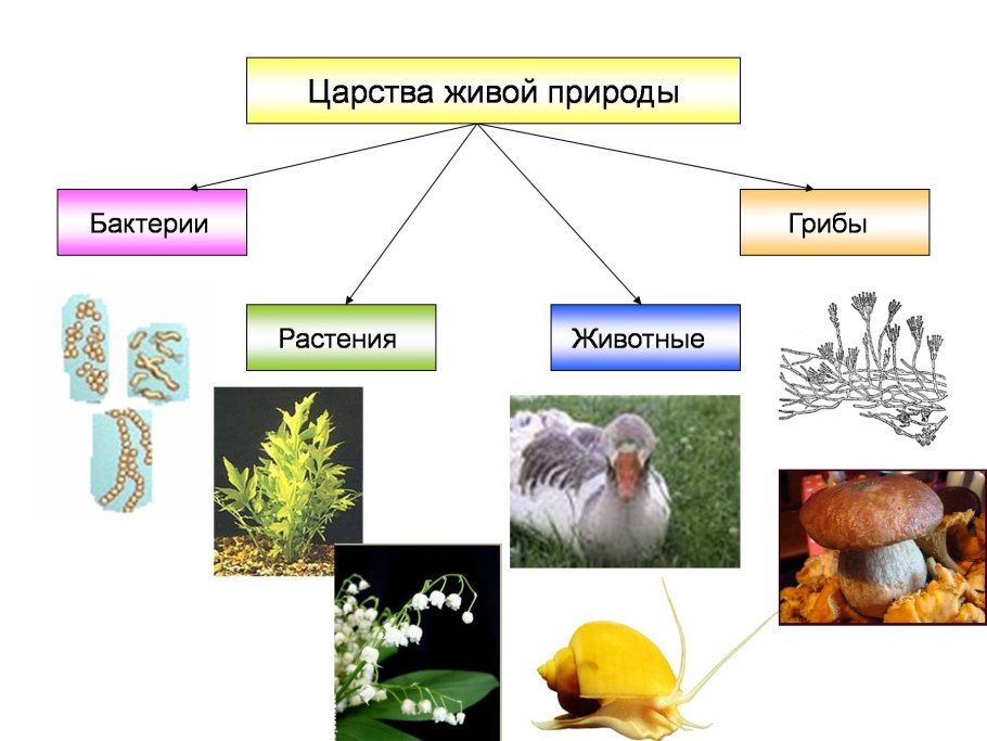 Структуры компонентов экосистемы
