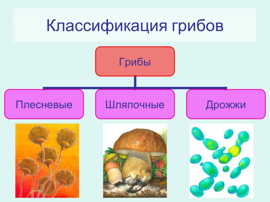 Подцарство одноклеточные 7 класс биология