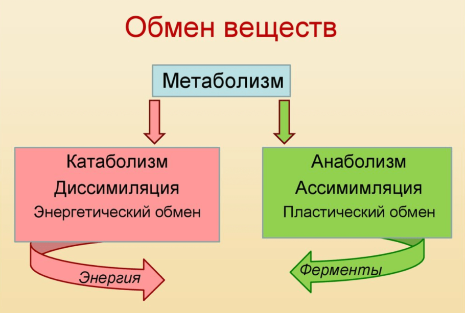 Схемы трех этапов энергетического обмена