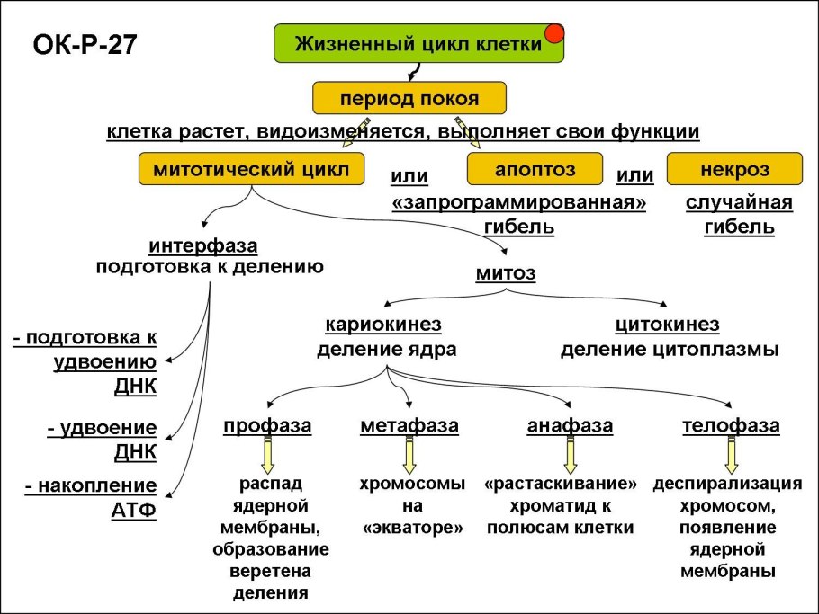 Аэробное дыхание микроорганизмов