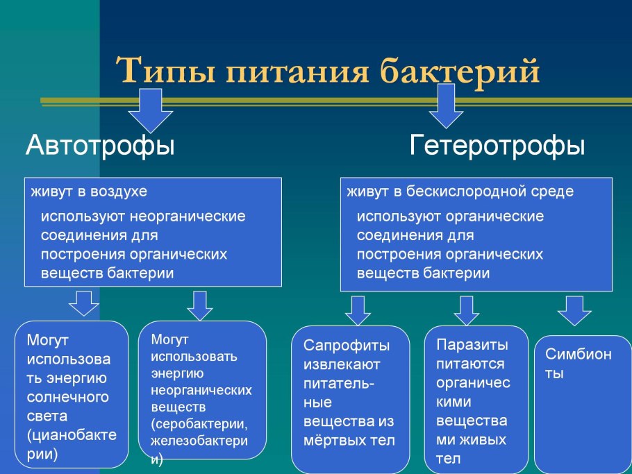 Царство растений отделы классы схема