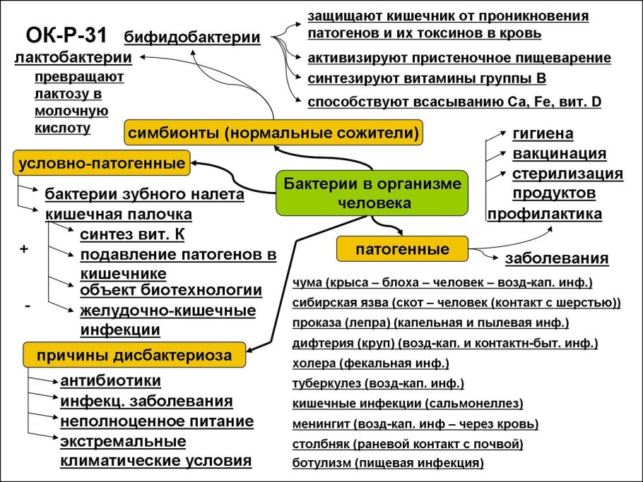Анатомия вегетативных органов растений Анатомическое строение