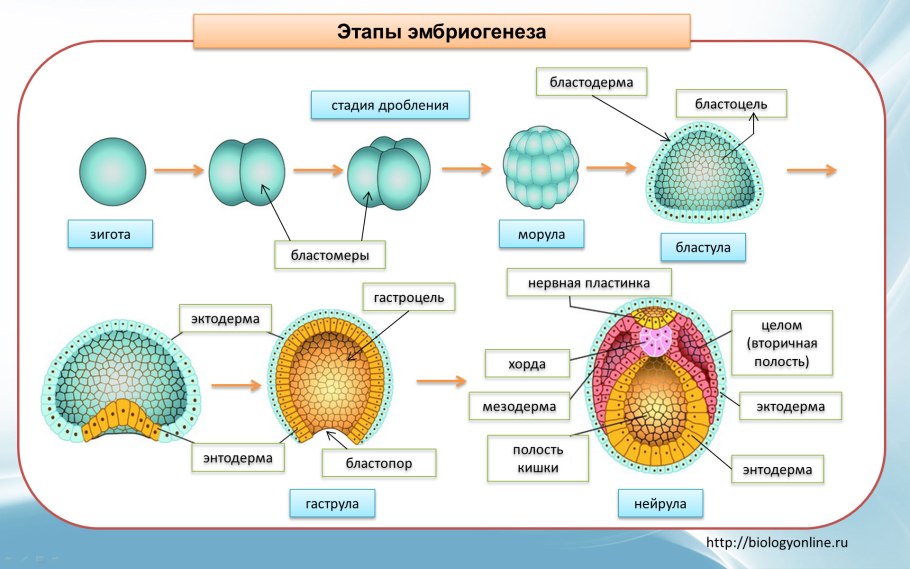 Типы вирусов биология