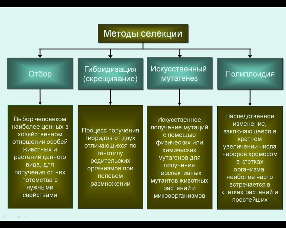 Строение и функции прокариотической клетки