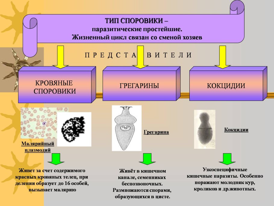 Покрытосеменные растения 5 класс классификация