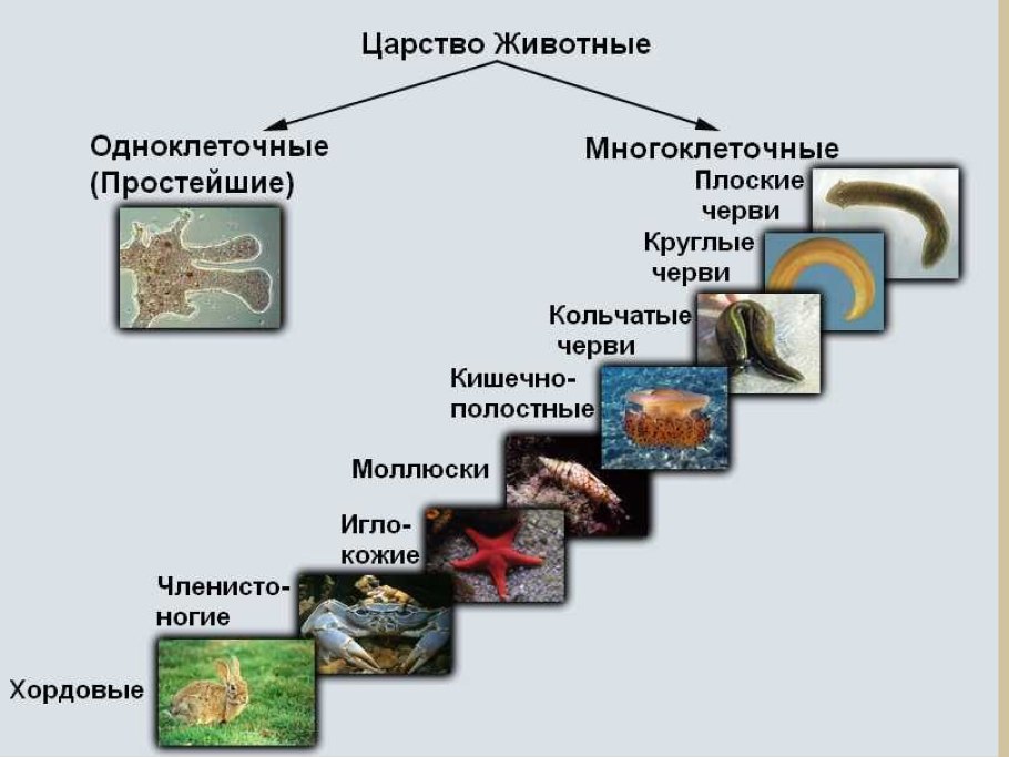 Дыхательная цепь переноса электронов схема