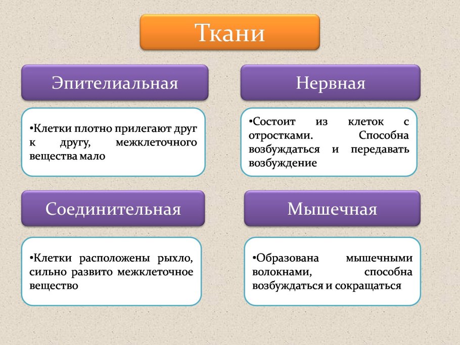 Схема основных органоидов клеток