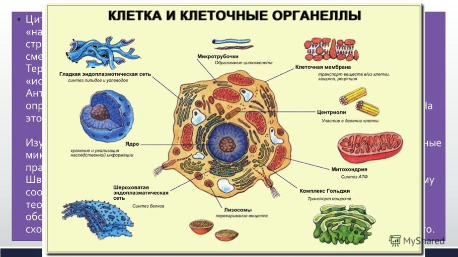Ткани животных эпителиальная соединительная мышечная нервная
