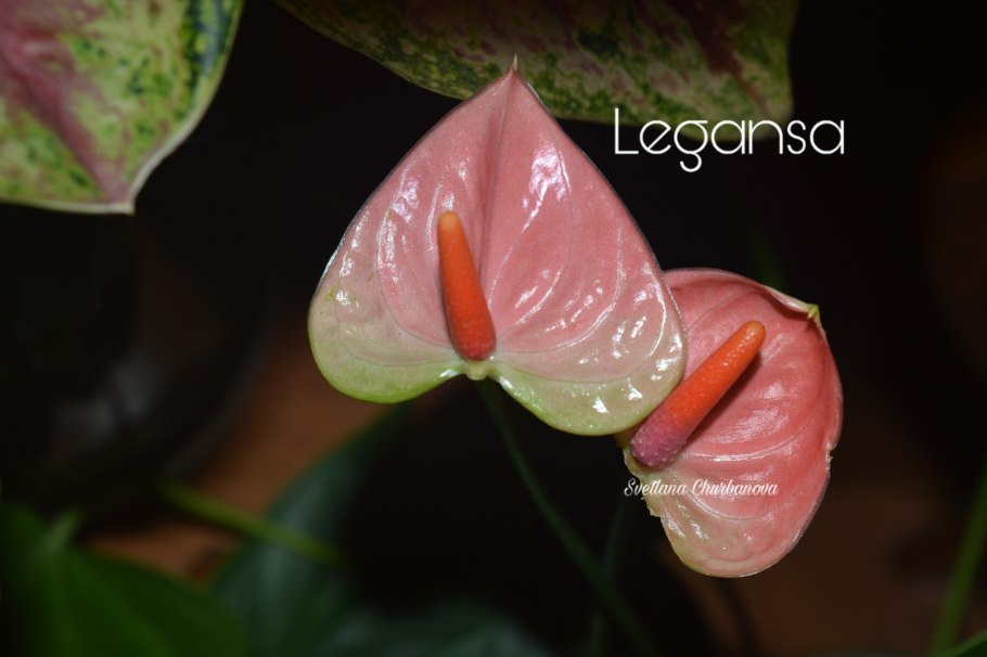 Антуриум Leganza