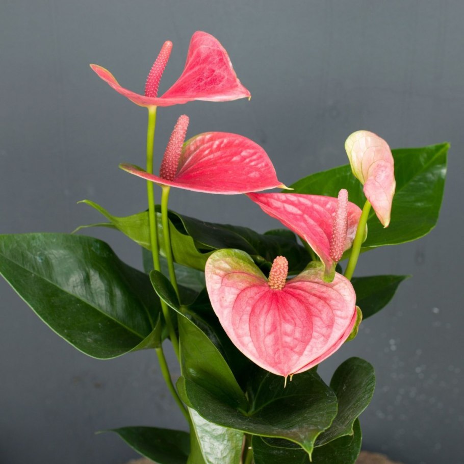 Антуриум диамонд Леганза