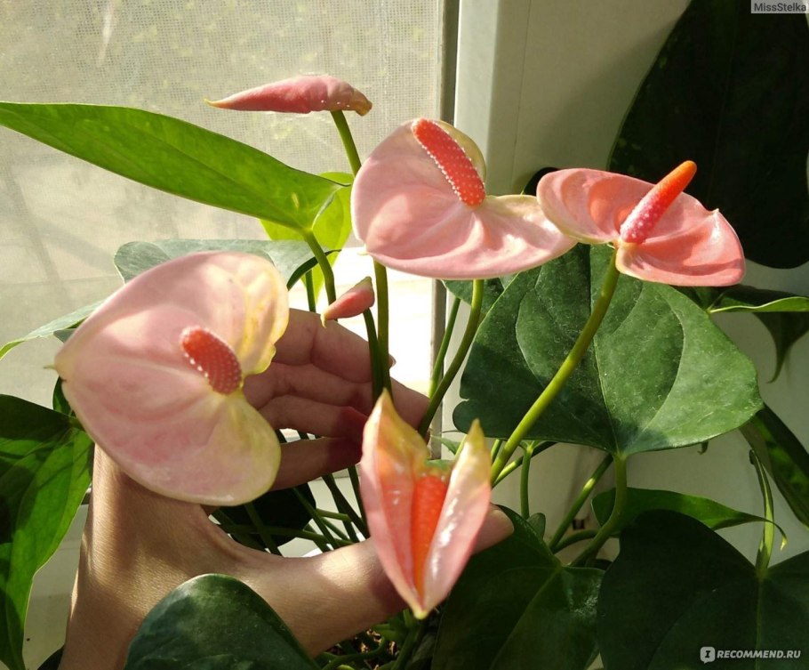 Anthurium Paint Bubblegum