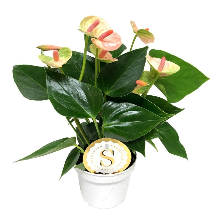 Антуриум Андре Леганза