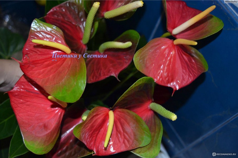 Антуриум хот хот Липс