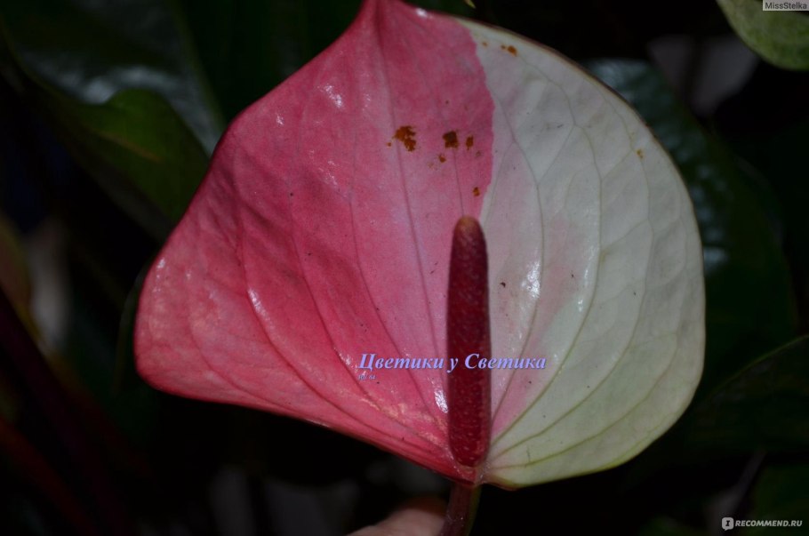 Антуриум Leganza zalm