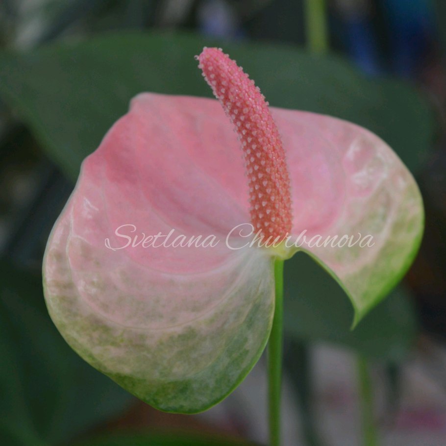 Антуриум оранжевый Амалия Сиерра