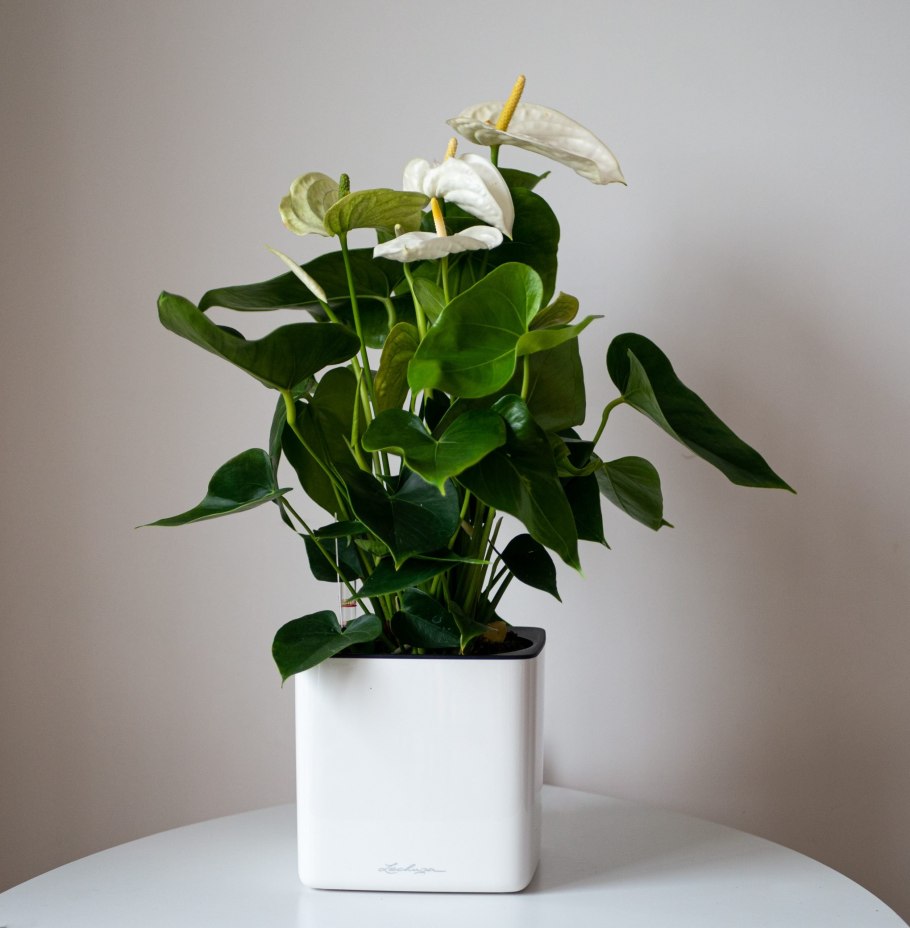 Антуриум Андрианум Белиза