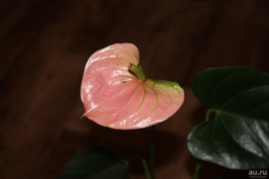 Антуриум Аляска