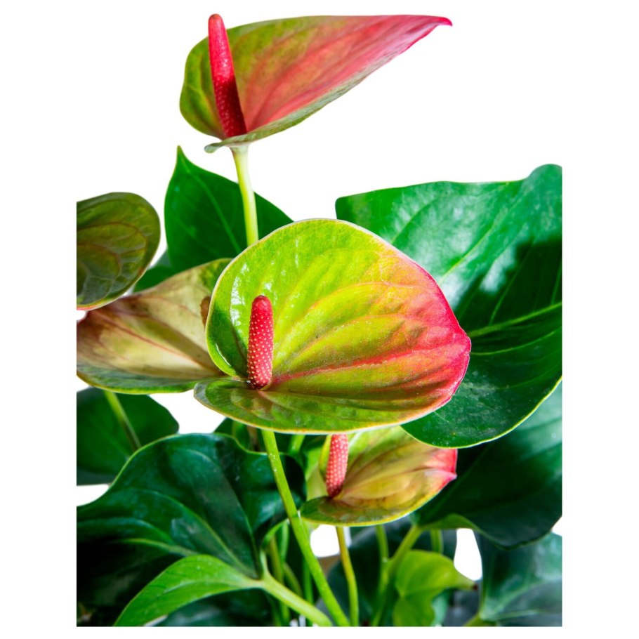 Антуриум диамонд Леганза